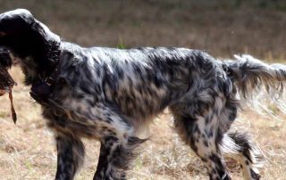 Hund auf der Jagd mit geschossener Ente im Maul.