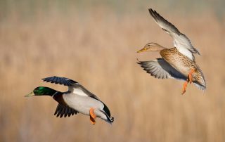 Entenpärchen beim Landeanflug im Schilf.