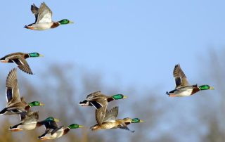 mehrere Stockenten Erpel im Flug